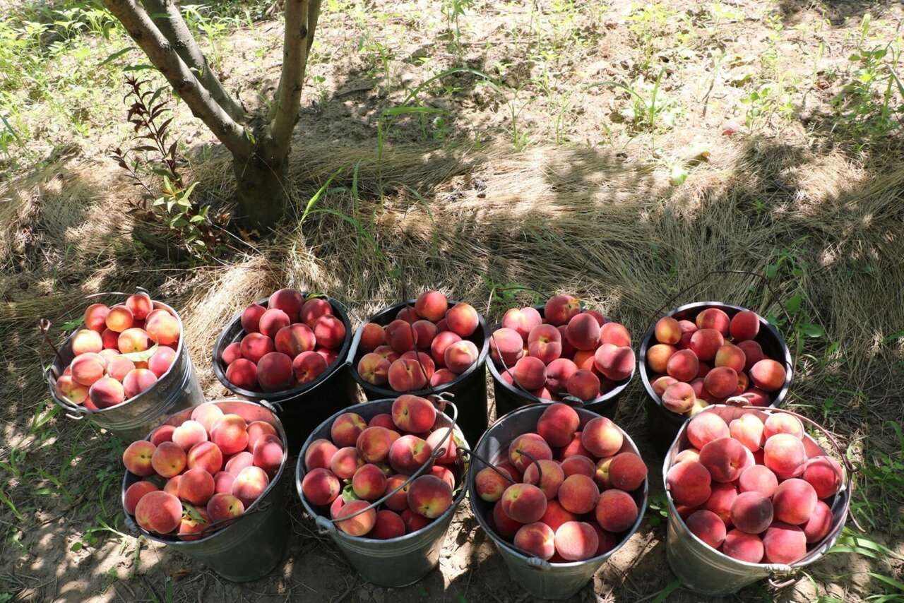 Üreticisi bu yıl bayram yapıyor! Bir ağaçta 70 kilo şeftali var 10